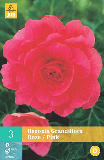 Karta - Begónie GRANDIFLORA PINK (3 cibule) "C"