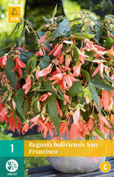 Karta - Begónie BOLIVIENSIS SAN FRANCISCO (1 cibulí) "C"