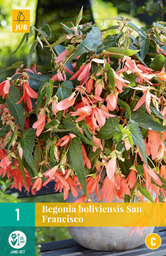 Karta - Begónie BOLIVIENSIS SAN FRANCISCO (1 cibulí) "C"