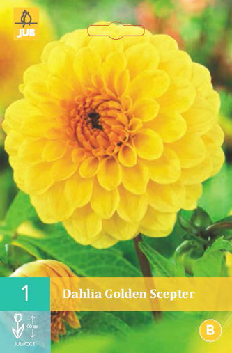 Karta - Jiřina GOLDEN SCEPTER (1 hlíza) "B"