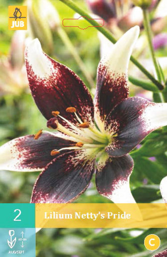 Karta - Lilie NETTY'S PRIDE (2 cibule) "B"