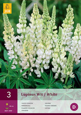 Karta - Lupina WHITE (3 hlízy) "B"