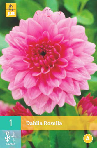 Karta - Jiřina ROSELLA (1 hlíza) "B"