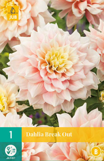 Karta - Jiřina BREAK OUT (1 hlíza) "B"