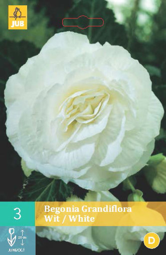 Karta - Begónie GRANDIFLORA WHITE (3 cibule) "C"
