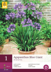 Karta - Kalokvět BLUE GIANT (1 cibule) "B"