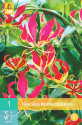 Karta - Glorióza ROTHSCHILDIANA (1 cibule) "C"