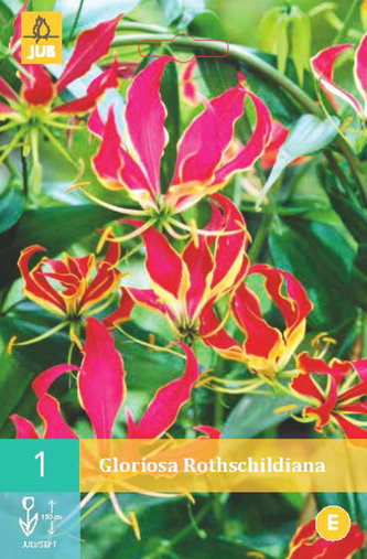 Karta - Glorióza ROTHSCHILDIANA (1 cibule) "C"