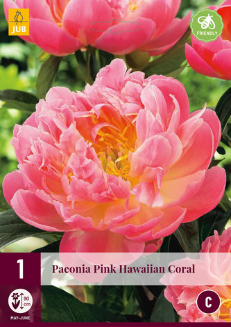 Karta - Pivoňka PINK HAWAIIAN CORAL (1 cibule) "D"