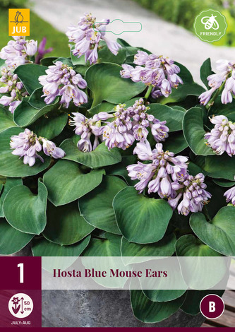 Karta - Bohyška/Hosta MOUSE EARS (1 hlíza) "B"