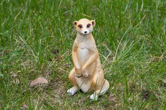 Surikata polyston střední