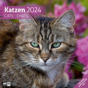Katzen Kalender 2024 - 30x30