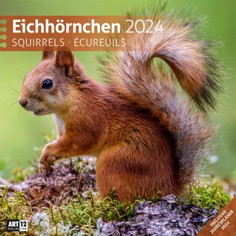 Eichhörnchen Kalender 2024 - 30x30