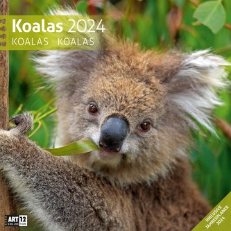 Koalas Kalender 2024 - 30x30
