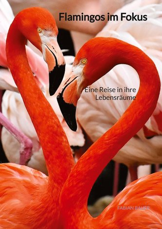 Flamingos im Fokus