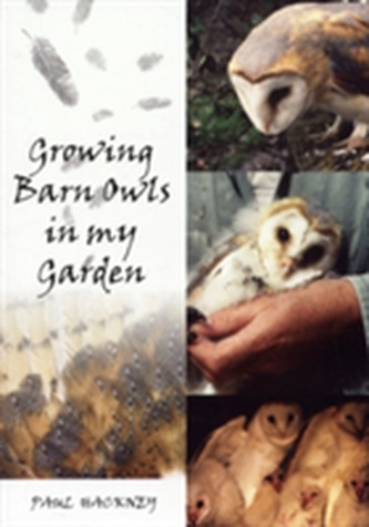 Growing Barn Owls in my Garden
