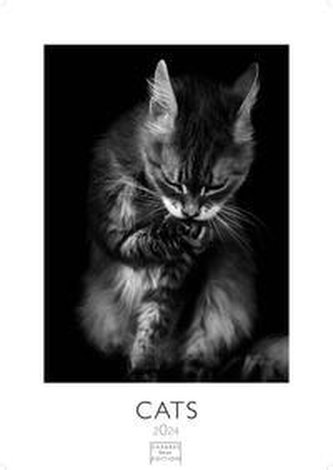 Cats 2024 L 59x42cm