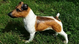 Jack Rassel Terier