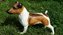 Jack Rassel Terier