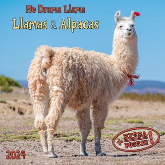 No Drama Llama 2024