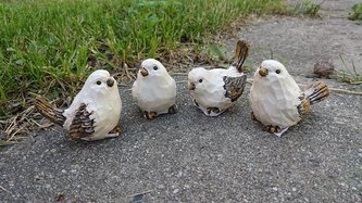 Ptáček poly hnědobílý malý