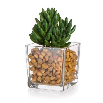 Sukulent ve skleněné váze s kameny 10 x 16 cm, zelený