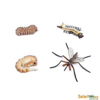 Životní cyklus - Komár