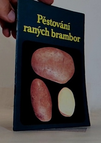 Pěstování raných brambor