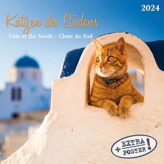 Katzen des Südens