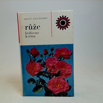 Růže královna květin