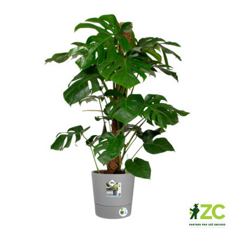 Květináč samozavlažovací Greensense Aqua Care Round - light concrete 30 cm