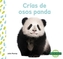 Crias de osos panda (Panda Cubs)