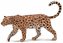 Leopard africký
