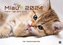 Miau Kids - kleine Tiger ganz groß - Der Katzenkalender - 2024 - Kalender DIN A3