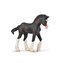 Źrebię Clydesdale maści czarnej
