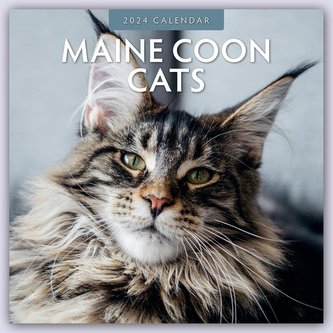 Maine Coon Cats - Maine Coon Katzen 2024 - 16-Monatskalender