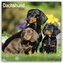 Dachshund - Dackel 2024 - 16-Monatskalender