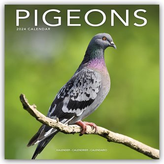 Pigeons - Tauben 2024 - 16-Monatskalender