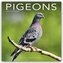 Pigeons - Tauben 2024 - 16-Monatskalender