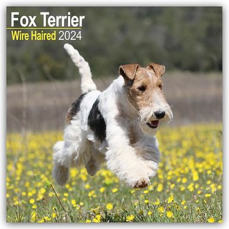 Fox Terrier Wirehaired - Drahthaar Foxterrier 2024 - 16-Monatskalender