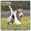 Fox Terrier Wirehaired - Drahthaar Foxterrier 2024 - 16-Monatskalender
