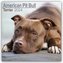 American Pit Bull Terrier 2024 - 16-Monatskalender
