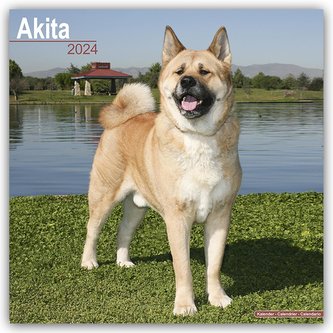 Akitas 2024 - 16-Monatskalender