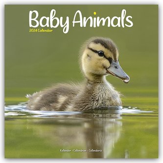 Baby Animals - Tierbabys 2024 - 16-Monatskalender
