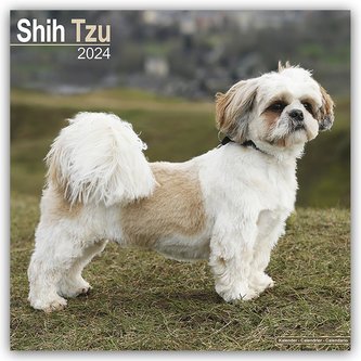 Shih Tzu 2024 - 16-Monatskalender