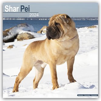 Shar Pei - Shar-Pei 2024 - 16-Monatskalender