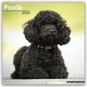 Poodle - Pudel 2024 - 16-Monatskalender