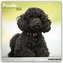 Poodle - Pudel 2024 - 16-Monatskalender