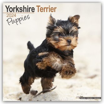 Yorkshire Terrier Puppies - Yorkshire Terrier Welpen 2024 16-Monatskalender