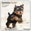 Yorkshire Terrier Puppies - Yorkshire Terrier Welpen 2024 16-Monatskalender